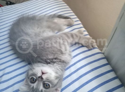 Küçük Bir Lady görsel