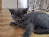 Safkan Hemen Teslim Yavrularim