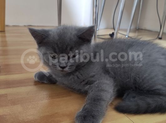 Safkan Hemen Teslim Yavrularim görsel