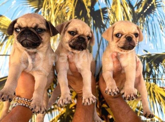 Krem Pug Yavrularimm
