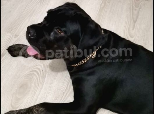 7 Aylık Erkek Cane Corso