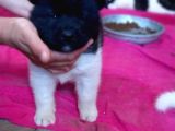 Irk Ve Sağlık Garantili A Kalite Akita Yavruları