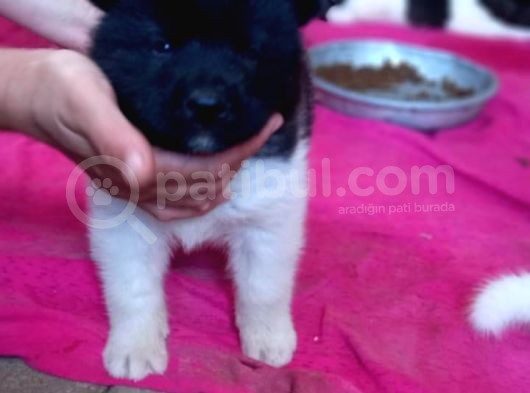 Irk ve Sağlık Garantili A Kalite Akita Yavruları