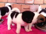 Irk Ve Sağlık Garantili A Kalite Akita Yavruları