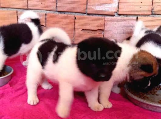 Irk Ve Sağlık Garantili A Kalite Akita Yavruları görsel
