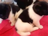 Irk Ve Sağlık Garantili A Kalite Akita Yavruları