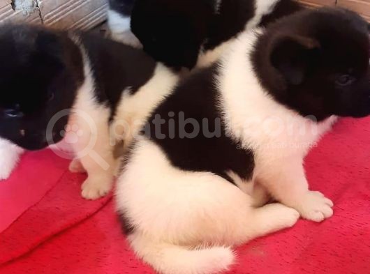 Irk Ve Sağlık Garantili A Kalite Akita Yavruları görsel