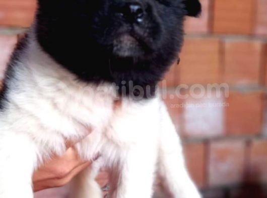 Irk Ve Sağlık Garantili A Kalite Akita Yavruları görsel