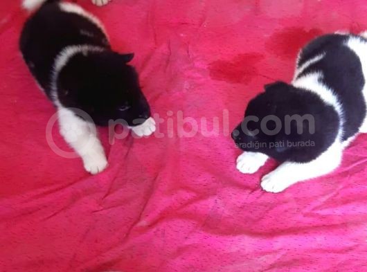 Irk Ve Sağlık Garantili A Kalite Akita Yavruları görsel