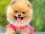 Teddy Bear Erkek Ve Dişi Gerçek Ayı Suratlı Pomeranian Boolar