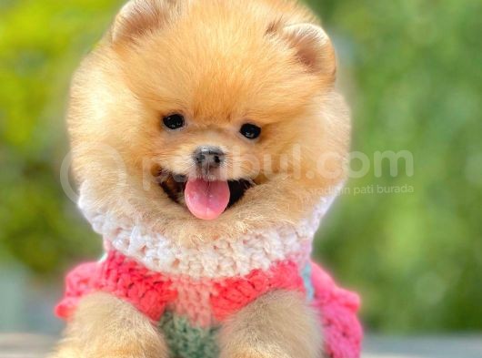 Teddy Bear Erkek ve Dişi Gerçek Ayı Suratlı Pomeranian Boolar