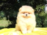 Teddy Bear Erkek Ve Dişi Gerçek Ayı Suratlı Pomeranian Boolar