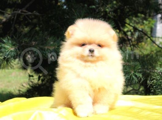 Teddy Bear Erkek Ve Dişi Gerçek Ayı Suratlı Pomeranian Boolar görsel