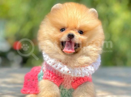 Teddy Bear Erkek Ve Dişi Gerçek Ayı Suratlı Pomeranian Boolar görsel