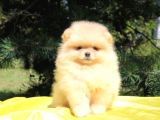 Teddy Bear Erkek Ve Dişi Gerçek Ayı Suratlı Pomeranian Boolar