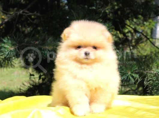 Teddy Bear Erkek Ve Dişi Gerçek Ayı Suratlı Pomeranian Boolar görsel