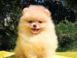 Teddy Bear Erkek Ve Dişi Gerçek Ayı Suratlı Pomeranian Boolar