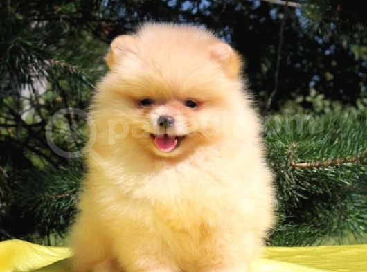 Teddy Bear Erkek Ve Dişi Gerçek Ayı Suratlı Pomeranian Boolar görsel