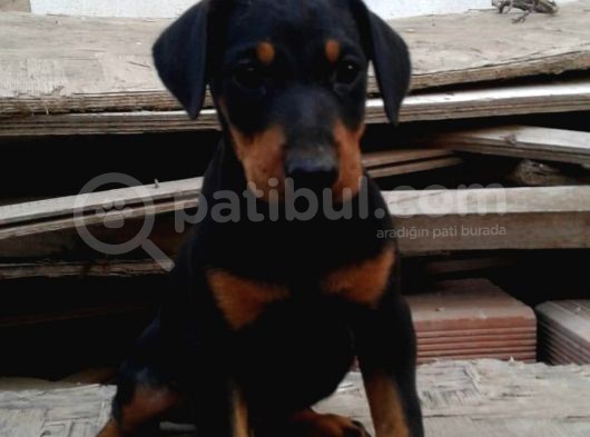 Erkek ve Dişi Mermi gibi Doberman Yavruları