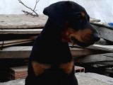 Erkek Ve Dişi Mermi Gibi Doberman Yavruları