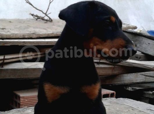 Erkek Ve Dişi Mermi Gibi Doberman Yavruları görsel