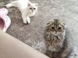 Veteriner Kontrollü Aşılı Scottish Longhair Dişi Yavru