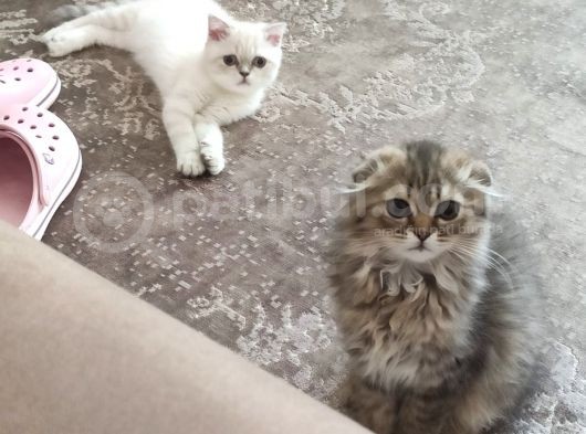 Veteriner Kontrollü Aşılı Scottish Longhair Dişi Yavru görsel