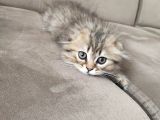 Veteriner Kontrollü Aşılı Scottish Longhair Dişi Yavru