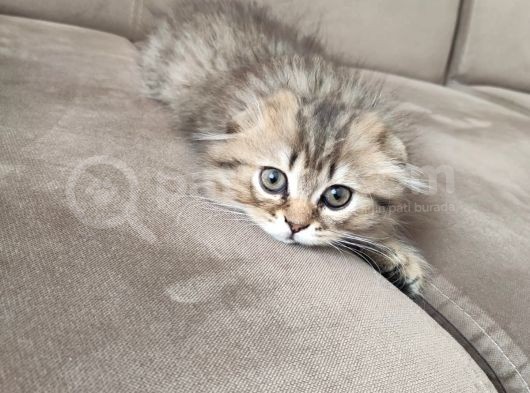 Veteriner Kontrollü Aşılı Scottish Longhair Dişi Yavru görsel