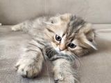 Veteriner Kontrollü Aşılı Scottish Longhair Dişi Yavru