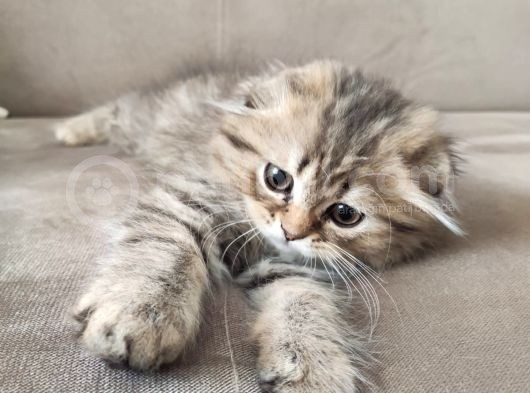Veteriner Kontrollü Aşılı Scottish Longhair Dişi Yavru görsel