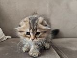 Veteriner Kontrollü Aşılı Scottish Longhair Dişi Yavru