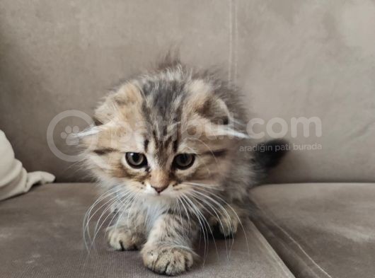 Veteriner Kontrollü Aşılı Scottish Longhair Dişi Yavru görsel