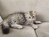 Veteriner Kontrollü Aşılı Scottish Longhair Dişi Yavru