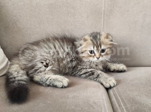 Veteriner Kontrollü Aşılı Scottish Longhair Dişi Yavru görsel