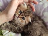 Veteriner Kontrollü Aşılı Scottish Longhair Dişi Yavru