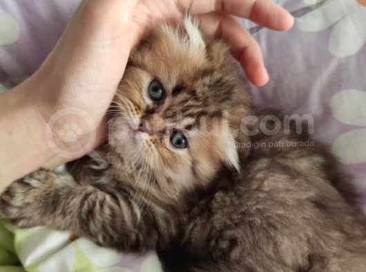 Veteriner Kontrollü Aşılı Scottish Longhair Dişi Yavru görsel