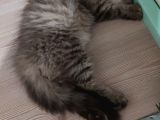 Veteriner Kontrollü Aşılı Scottish Longhair Dişi Yavru