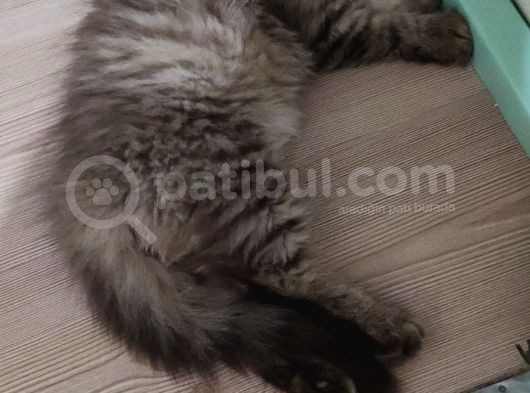 Veteriner Kontrollü Aşılı Scottish Longhair Dişi Yavru görsel