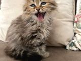 Veteriner Kontrollü aşılı Scottish Longhair Dişi Yavru
