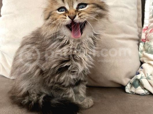 Veteriner Kontrollü Aşılı Scottish Longhair Dişi Yavru