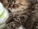 Veteriner Kontrollü Aşılı Scottish Longhair Dişi Yavru