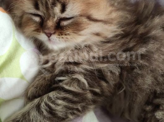 Veteriner Kontrollü Aşılı Scottish Longhair Dişi Yavru görsel