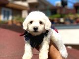 Yavru Malti̇poo