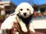 Yavru Malti̇poo