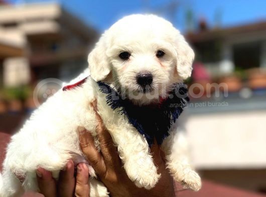 Yavru Malti̇poo görsel