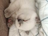 Sağlıklı Aşılı Blue Point Scottish Fold