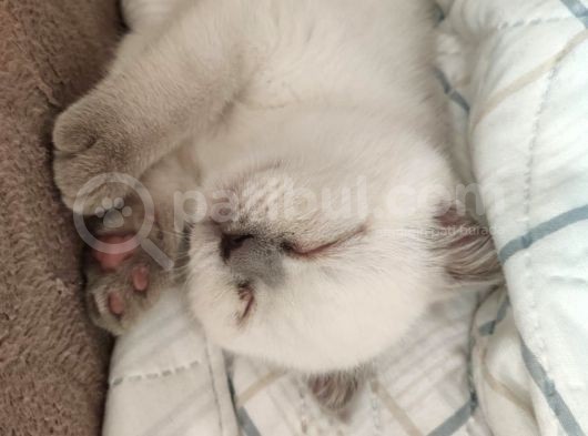 Sağlıklı Aşılı Blue Point Scottish Fold görsel