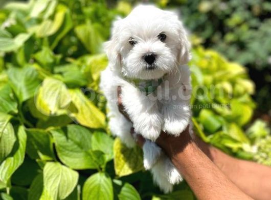 Tatli Maltese Yavrumuz görsel