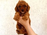 Mathilda Doğum Yaptı Safkan Poodle Yavrular Yuva Arıyor